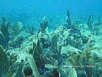 NE018 0376 Gorgonia ventalina.jpg
