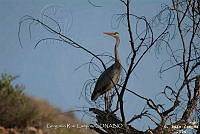 GRC0005 Ardea herodias.jpg