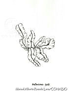 MARL0499 Pallavicinia lyelli.jpg