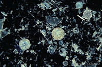 PM0015 Coscinodiscus sp..jpg