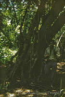 3368 Bravaisia integerrima.jpg