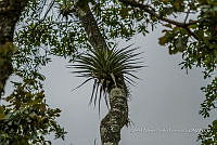 ZAPF 0785 Bromelia.jpg