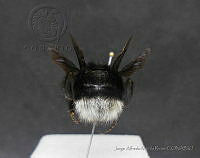JAMR099 Bombus macgregori.jpg