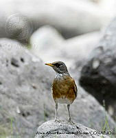 AAKVDH 0478 Turdus rufopalliatus.JPG