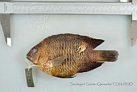 SGQ0130 Stegastes diencaeus.jpg