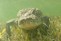 OAO0358 Crocodylus acutus.jpg
