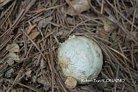 ZG009 242 Lycoperdon sp..jpg