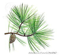 ANP0353 Pinus teocote.jpg