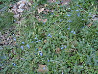 FCM302 Salvia azurea.jpg