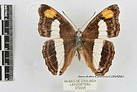 JF018 0458 Doxocopa pavon theodora.jpg