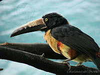 CGL1919 Pteroglossus torquatus.jpg