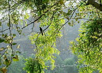 LCF0233 Quiscalus mexicanus.jpg