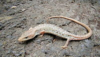 HOS062 Gerrhonotus infernalis.jpg
