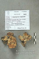 HC014 0071 Amilosporus campbellii.jpg