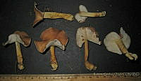 RGO0314 Gymnopus dryophilus.JPG