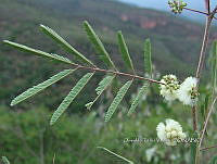 OTVBK029 0018 Acaciella angustissima.jpg