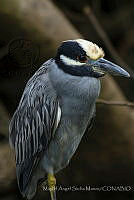 MASM07934 Nyctanassa violacea.jpg