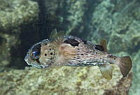 CNS1118 Diodon holocanthus.jpg