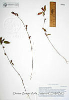DZAJ1443 Acalypha neomexicana.JPG