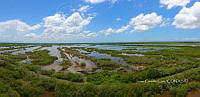 LM019 0150 Panorámica de manglares.jpg