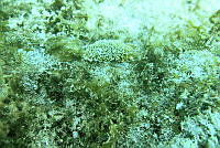 NE018 0773 Ectyoplasia ferox.jpg