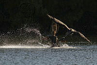 IMDOC2154 Pelecanus occidentalis.jpg