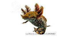 LBCM001 Ambystoma andersoni.jpg