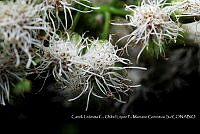 Zoqui 0187 Ageratina sp..jpg