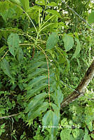 ME010 KV 01526 Cyrtocarpa kruseana R.M. Fonseca, 2005_.JPG