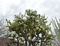 RG016 0476 Opuntia excelsa.jpg