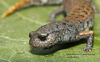 RACA 0013 Pseudoeurycea mystax.JPG