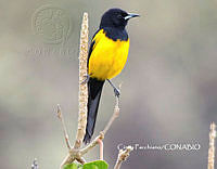 MN6F0072 Icterus wagleri.jpg