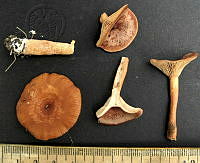 RGO0409 Lactarius chrysorrheus.JPG