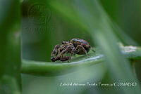 ZAPF0163 Paraphidippus aurantius.jpg