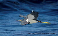 AAKVDH 0293 Egretta tricolor.JPG