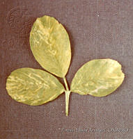 PDA0009 Medicago sativa.JPG