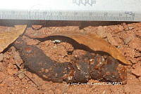 JCC0482 Urocyon cinereoargenteus ssp. orinomus.JPG