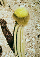 FGM4376 Backebergia militaris.JPG