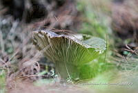 ZAPF 0821 Russula adusta.jpg