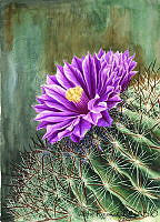 AR0010 Stenocactus ochoterenanus.jpg