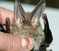 IE003 0073 Corynorhinus townsendii.jpg