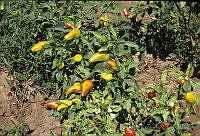 DK2126 Capsicum annuum.jpg