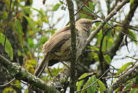 MCS181 Toxostoma curvirostre.JPG