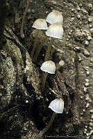 HBB0243 Fungi.jpg