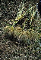 DK2172 Triticum sp..jpg
