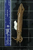 KT014 0053 Doryteuthis opalescens.JPG