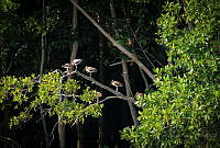 FBA0519 Eudocimus albus.jpg