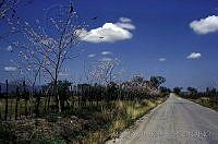 MAR0064 Gliricidia sepium.jpg
