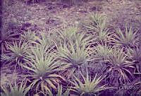 FGM4044 Hechtia podantha.JPG