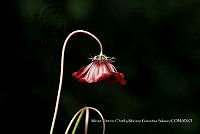 Xochiap 0562 Cosmos scabiosoides.jpg